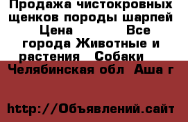 Продажа чистокровных щенков породы шарпей › Цена ­ 8 000 - Все города Животные и растения » Собаки   . Челябинская обл.,Аша г.